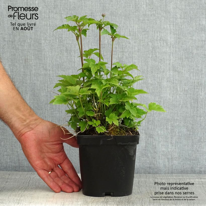 Anemone hupehensis var. japonica Prinz Heinrich 2L/3L pot sample as delivered in summer