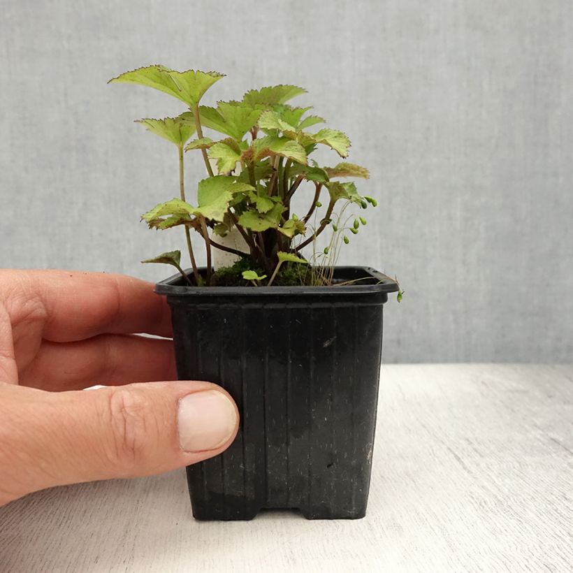 Anemone Elfin Swan - Japanese Anemone 8/9 cm pot sample as delivered in summer