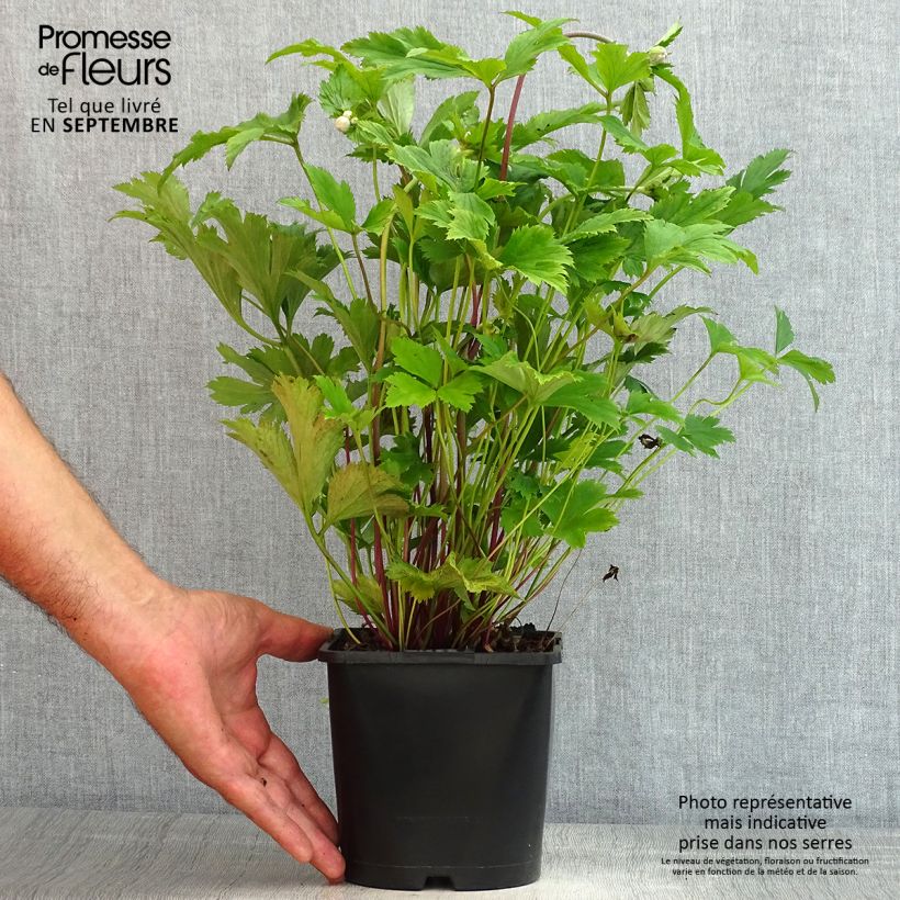 Anemone Elfin Swan - Japanese Anemone 2L/3L pot sample as delivered in summer