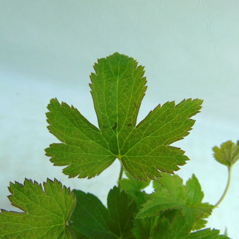 Anemone hybrida Snow Angels (Foliage)