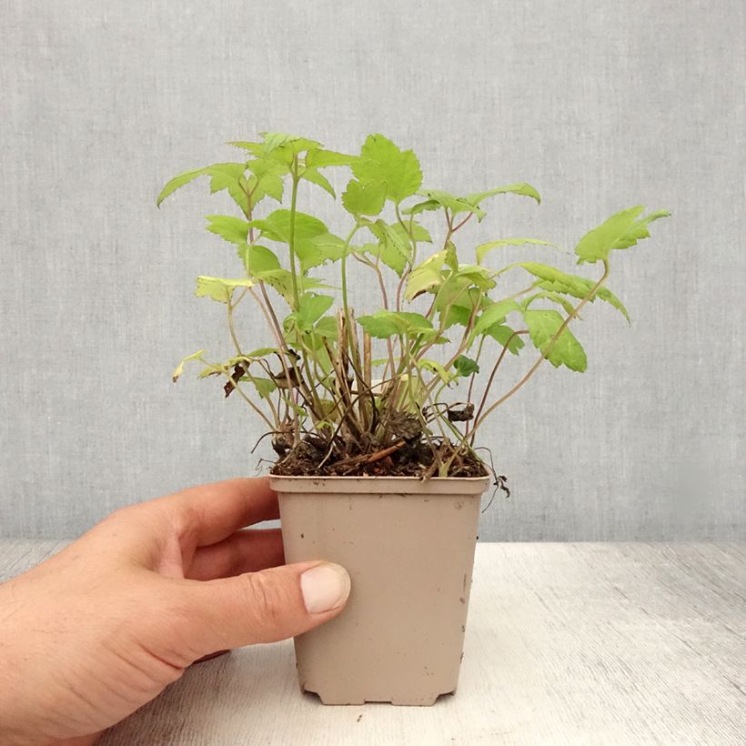 Anemone hybrida Snow Angels 8/9 cm pot sample as delivered in summer