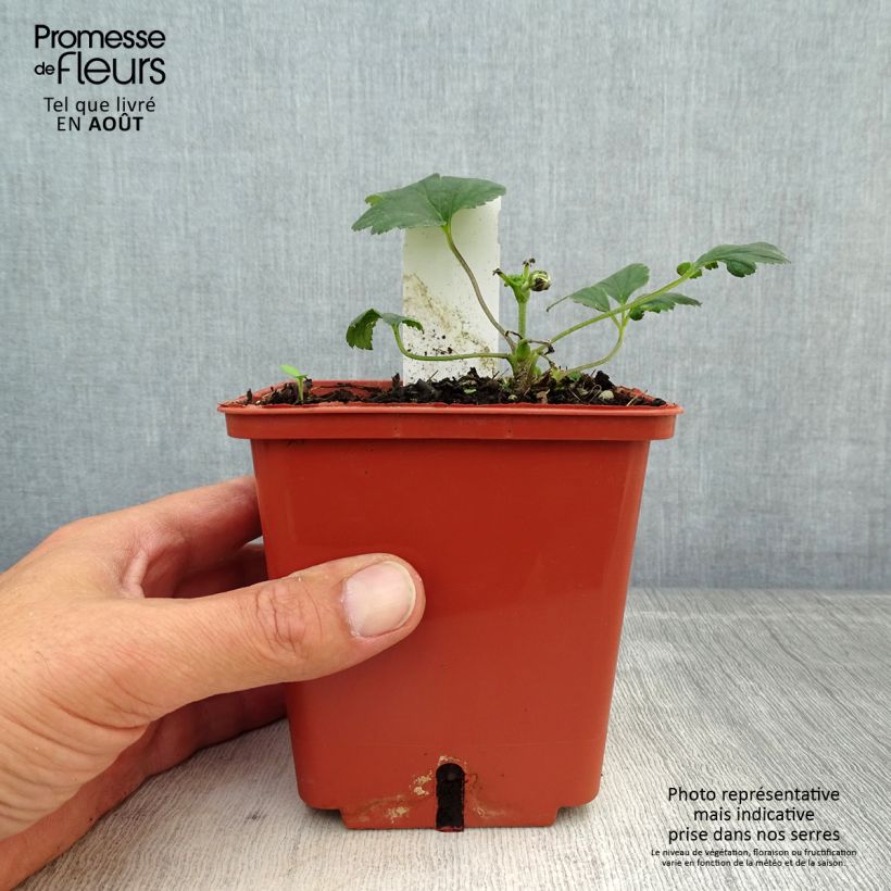 Anemone hybrida Snow Angels 1L/1.5L pot sample as delivered in summer