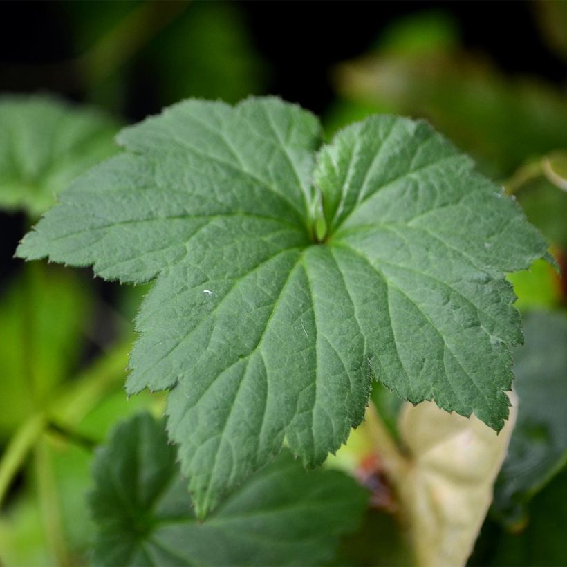 Anemone hupehensis September Charm (Foliage)