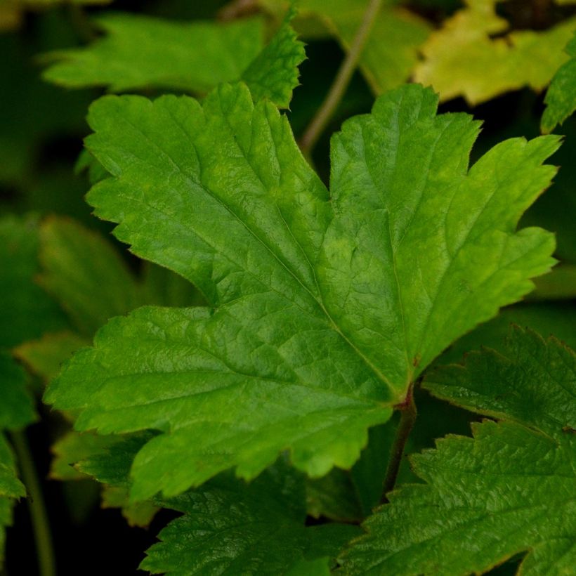 Anemone hybrida Hadspen Abundance (Foliage)