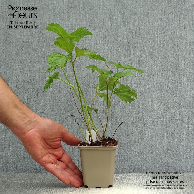 Anemone hybrida Hadspen Abundance 8/9 cm pot sample as delivered in autumn