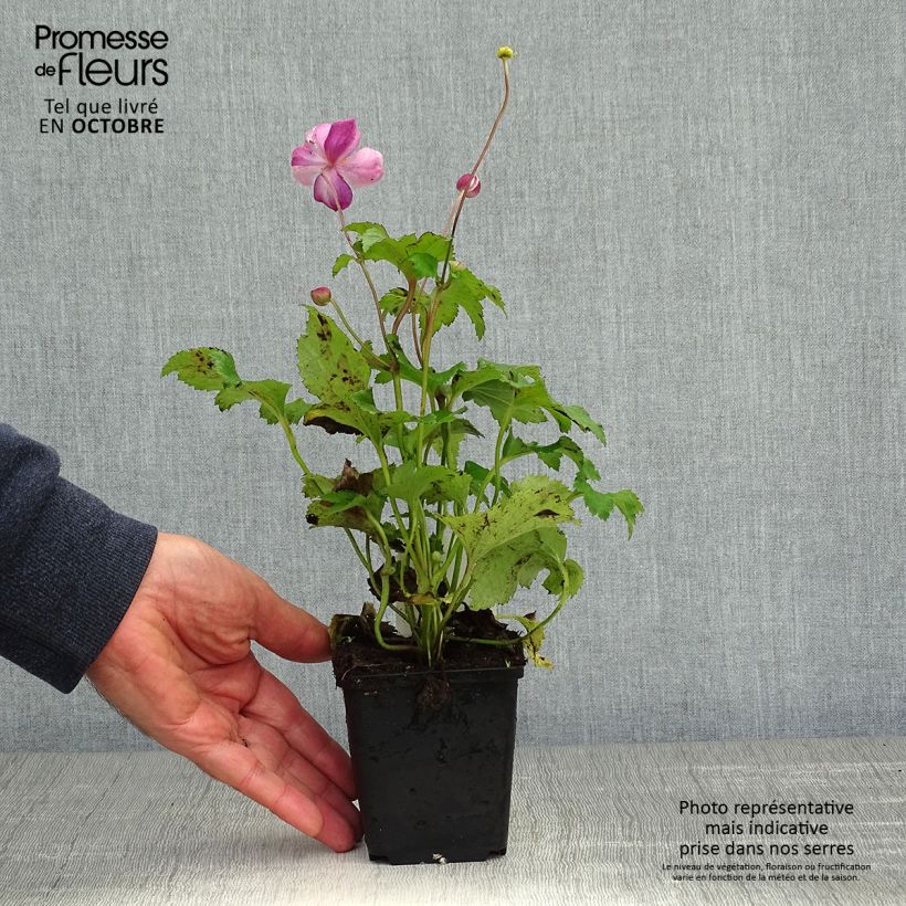 Anemone hupehensis var. japonica Little Princess 8/9 cm pot sample as delivered in autumn