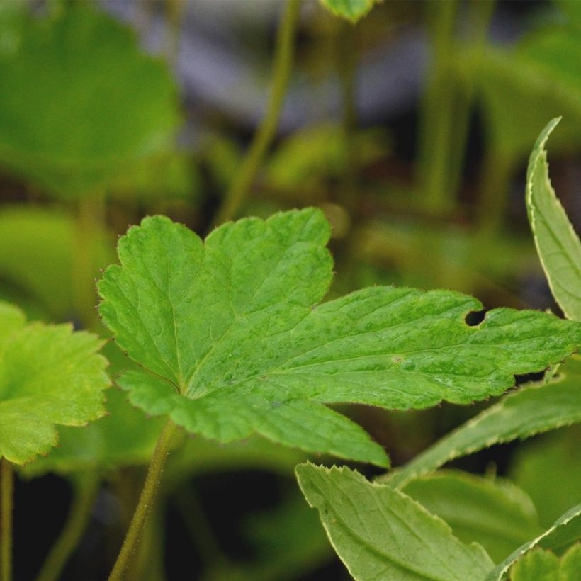 Anemone hybrida Margarete (Foliage)