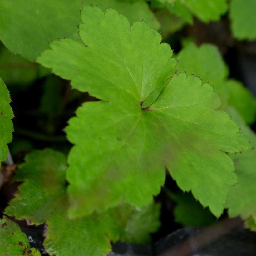 Anemone hybrida Mont Rose (Foliage)