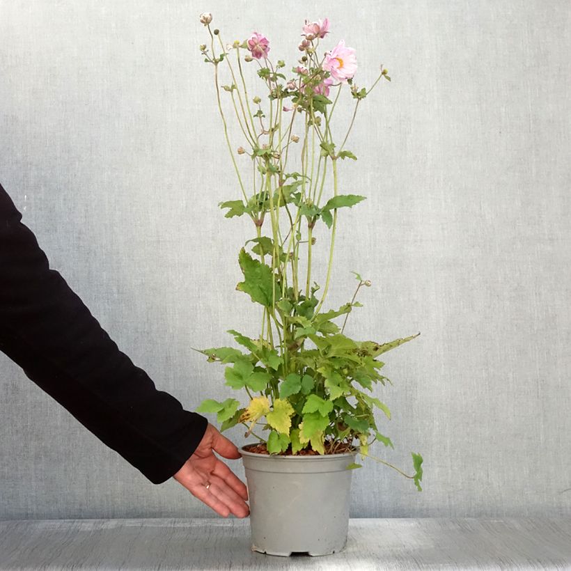 Anemone hybrida Mont Rose 3L/4L pot sample as delivered in autumn