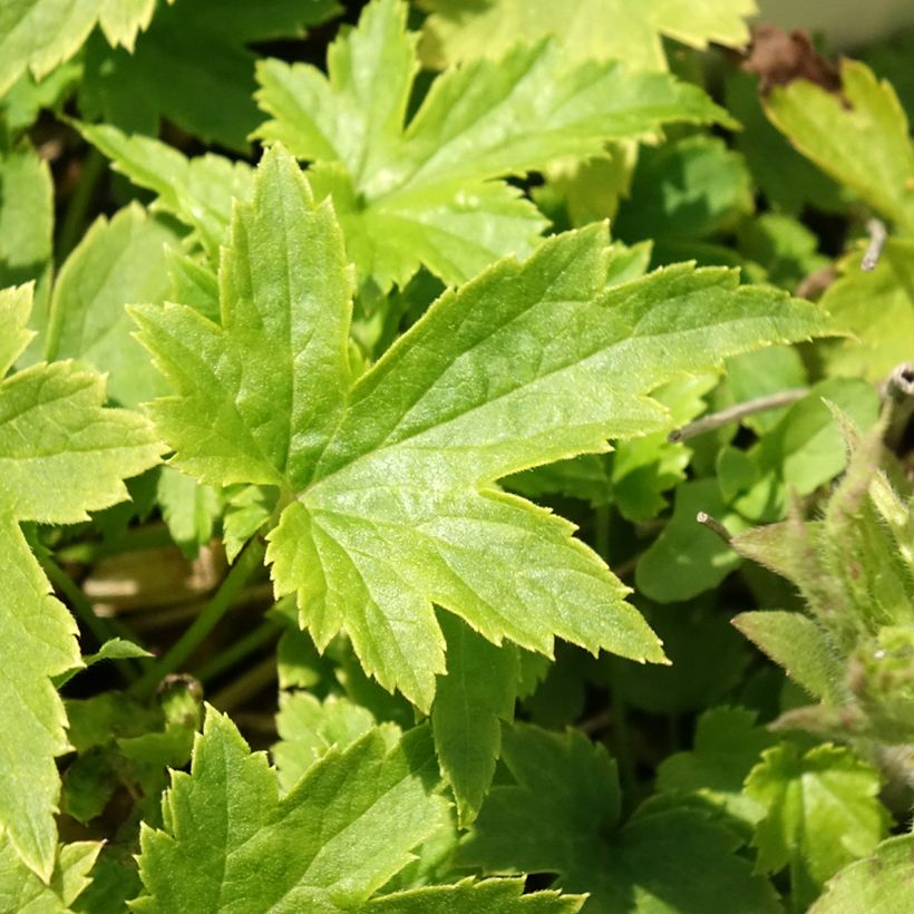 Anemone hupehensis var. japonica Pretty Lady Maria (Foliage)