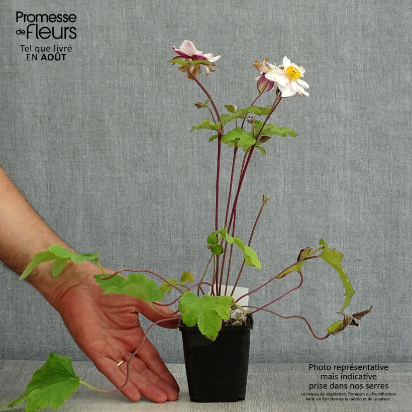 Anemone Regal Swan - Japanese Anemone 8/9 cm pot sample as delivered in summer