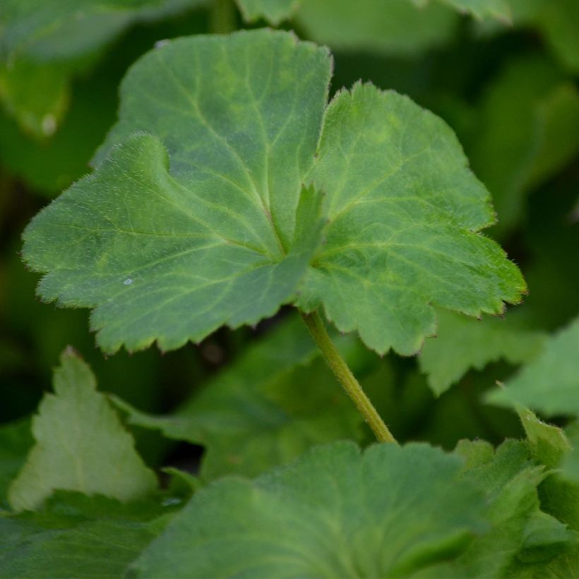 Anemone hybrida Königin Charlotte (Foliage)