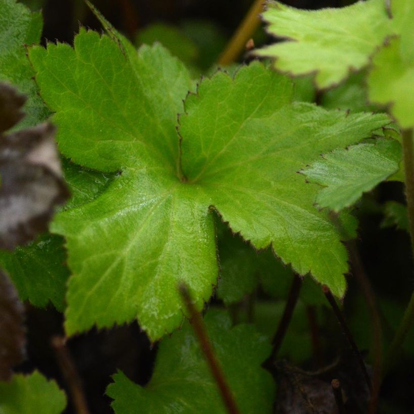 Anemone hybrida Rosenschale (Foliage)