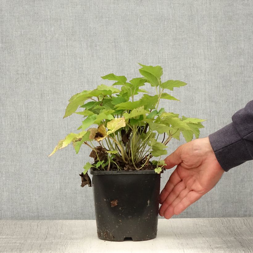 Anemone hupehensis Splendens 2L/3L pot sample as delivered in summer