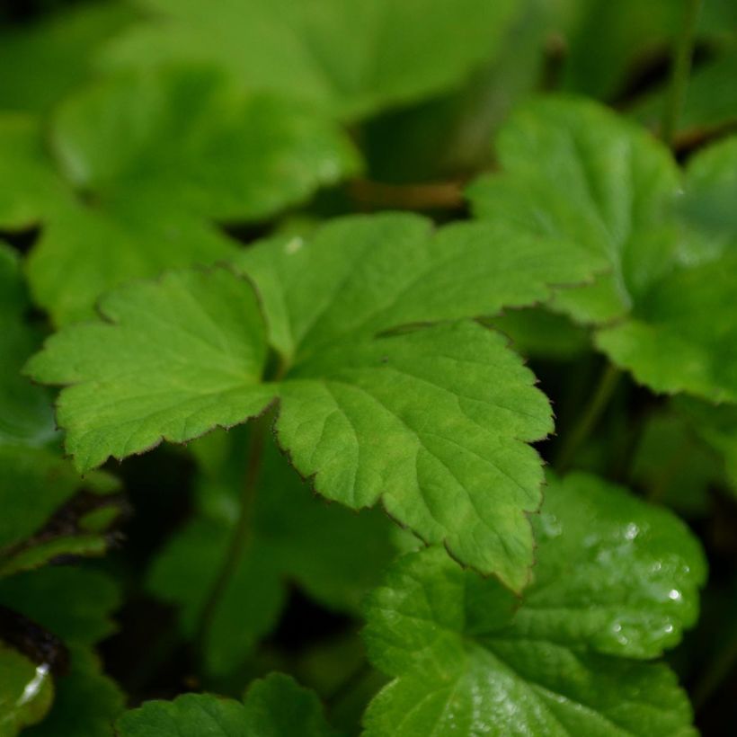 Anemone hybrida Serenade (Foliage)