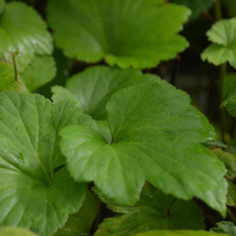 Anemone hybrida Whirlwind (Foliage)