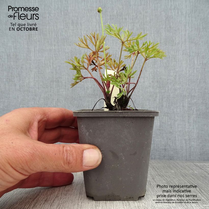 Anemone multifida Major 8/9 cm pot sample as delivered in autumn