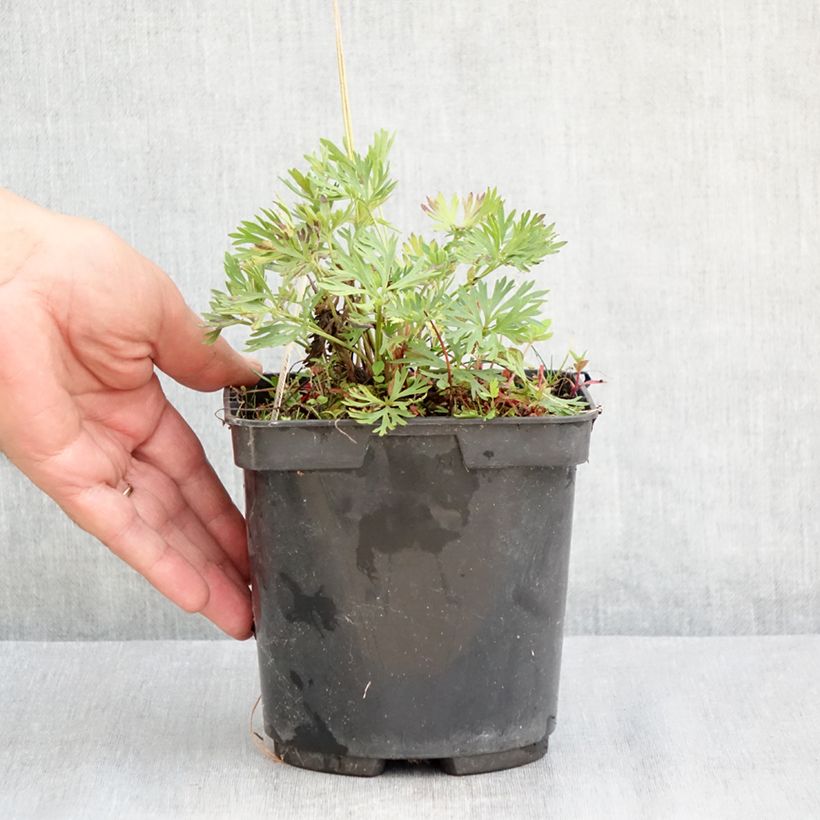 Anemone multifida Rubra 2L/3L pot sample as delivered in summer