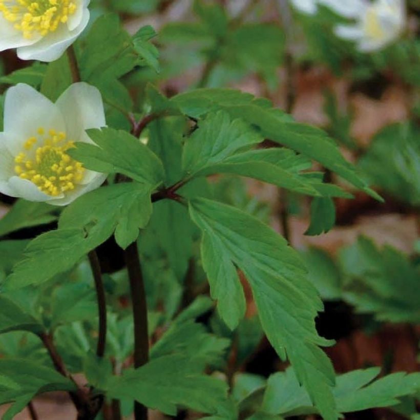 Anemone nemorosa (Foliage)