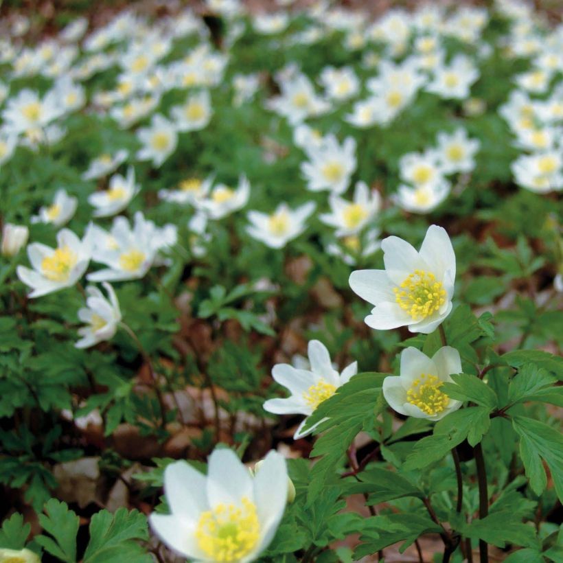 Anemone nemorosa (Flowering)