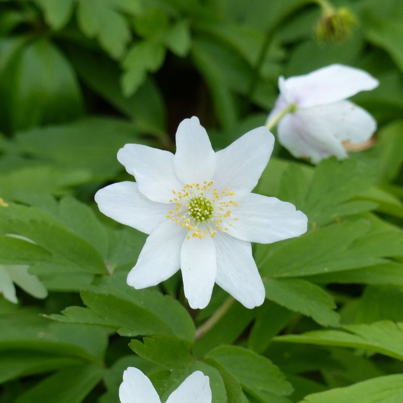 Anemone nemorosa Lychette (Flowering)