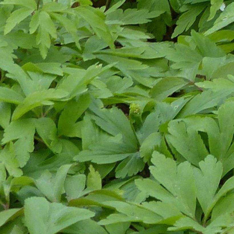 Anemone nemorosa Lychette (Foliage)