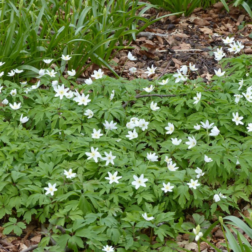 Anemone nemorosa Lychette (Plant habit)