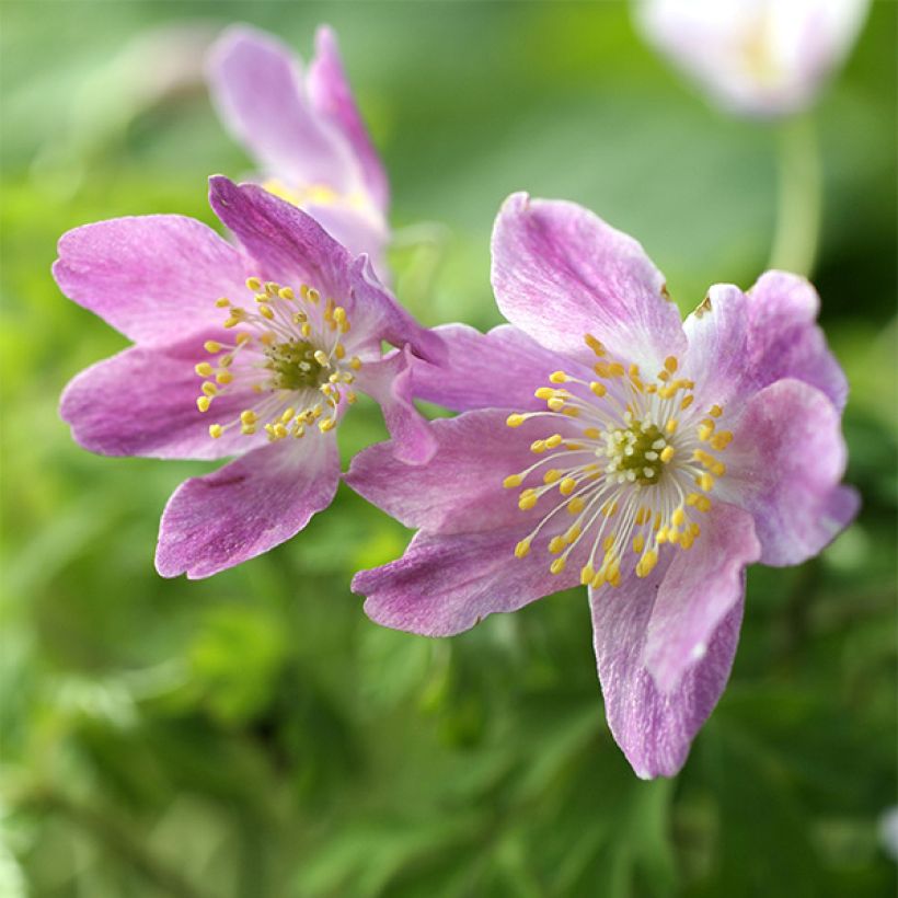 Anemone nemorosa Westwell Pink (Flowering)