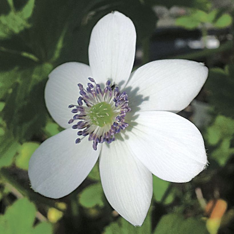 Anemone rivularis (Flowering)