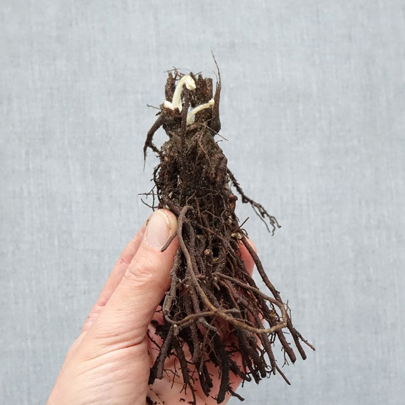Anemone Ruffled Swan - Japanese Anemone Bare root sample as delivered in winter