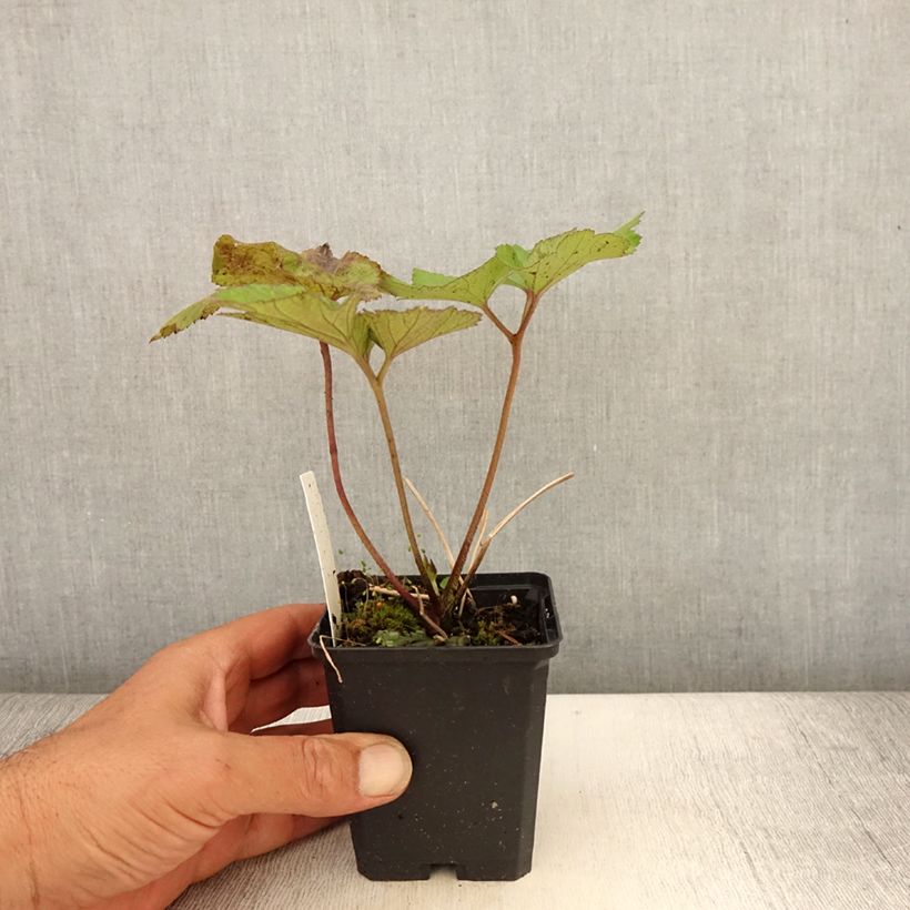 Anemone tomentosa Albadura 8/9 cm pot sample as delivered in summer