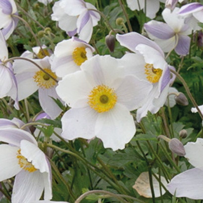 Anemone Wild Swan - Japanese Anemone (Flowering)