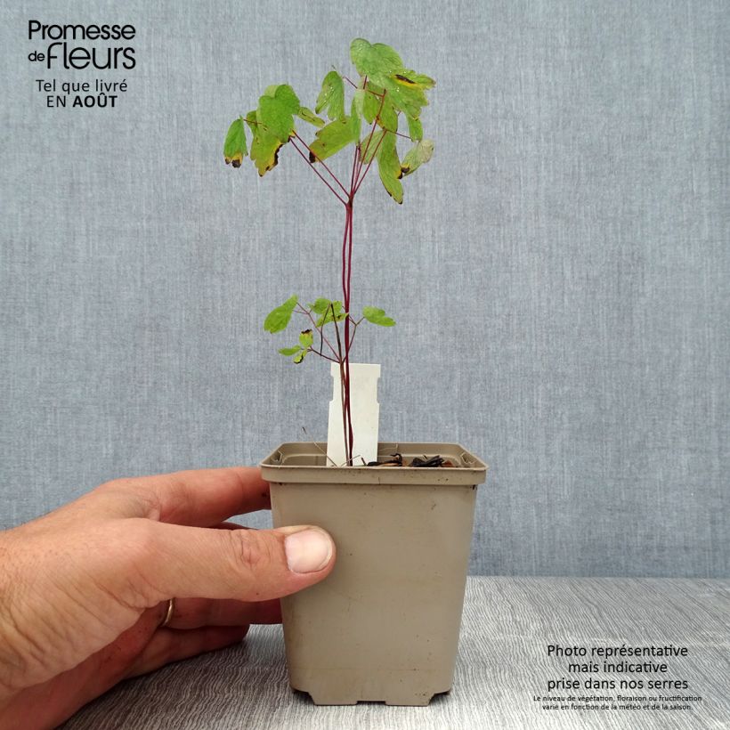 Anemonella thalictroides 8/9 cm pot sample as delivered in summer