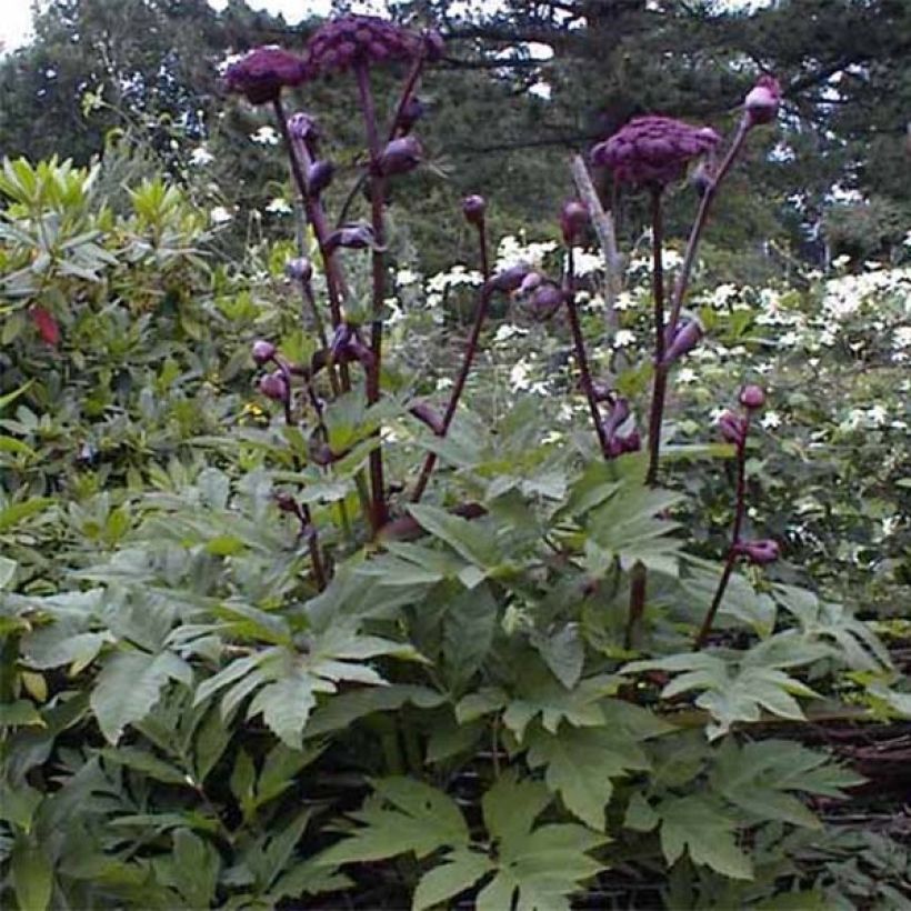 Angelica gigas (Foliage)