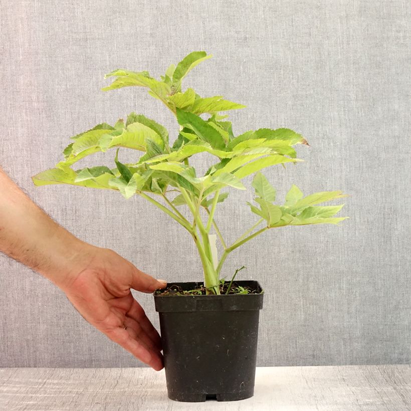 Angelica gigas 2L/3L pot sample as delivered in summer