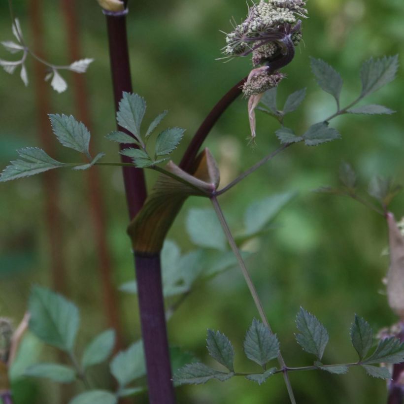 Angelica sylvestris Vicars Mead (Foliage)