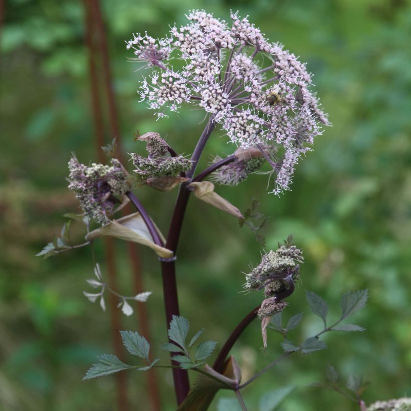 Angelica sylvestris Vicars Mead (Flowering)