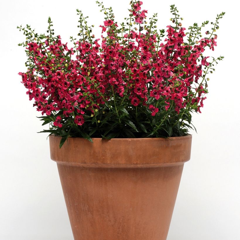 Angelonia angustifolia Archangel Cherry Red (Plant habit)