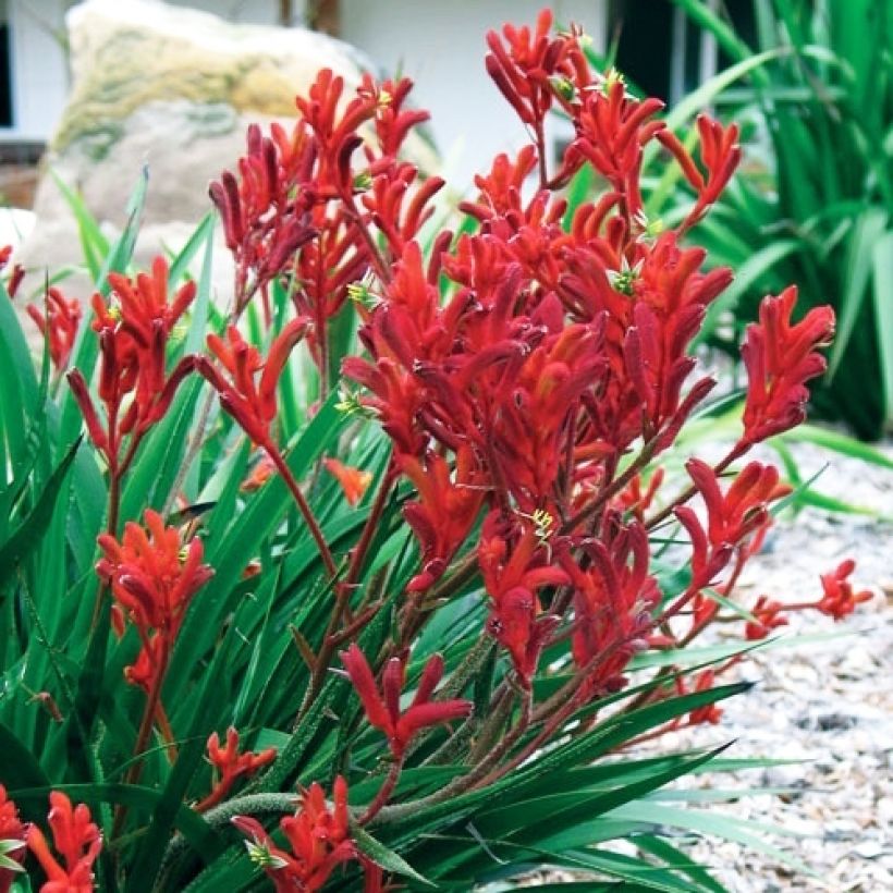 Anigozanthos flavidus Bush Inferno (Plant habit)