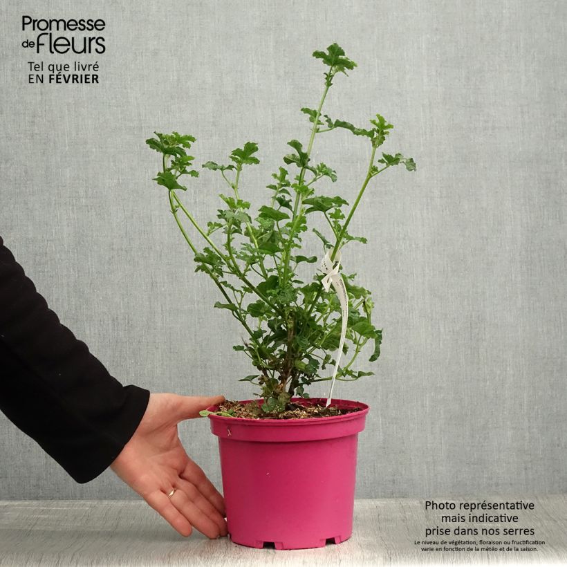 Anisodontea capensis Cristal rose 3L/4L pot sample as delivered in winter