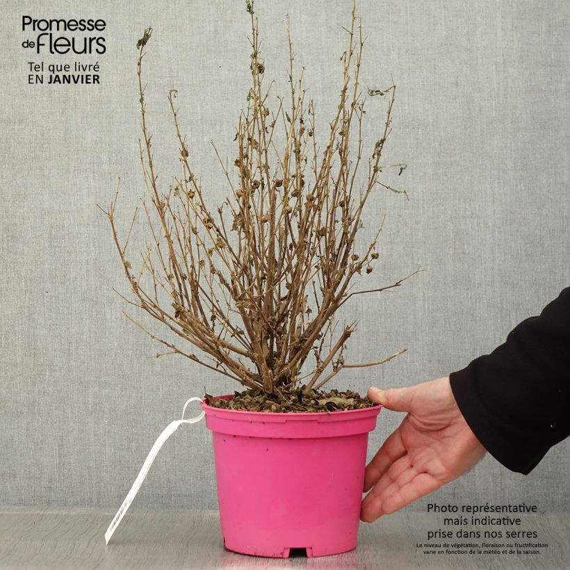 Anisodontea Lady in Pink - Cape Mallow 3L/4L pot sample as delivered in winter