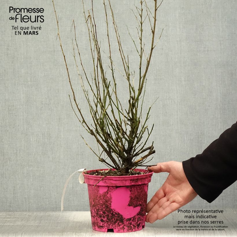 Anisodontea Lady in Pink - Cape Mallow 3L/4L pot sample as delivered in spring