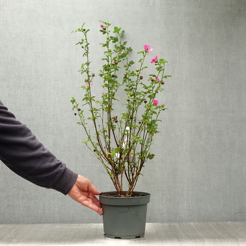 Anisodontea scabrosa Large Red - Cape mallow 3L/4L pot sample as delivered in summer