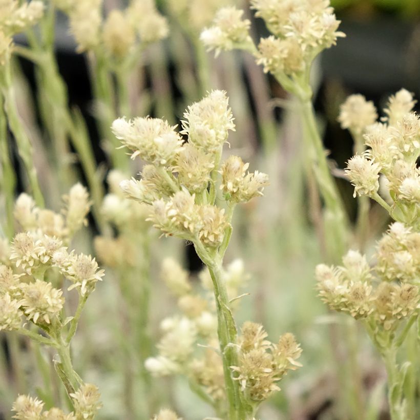 Antennaria dioica var. borealis (Flowering)