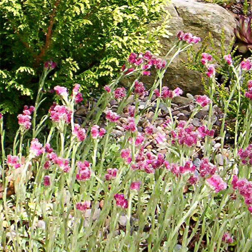 Antennaria dioica Rubra - Mountain Everlasting (Flowering)