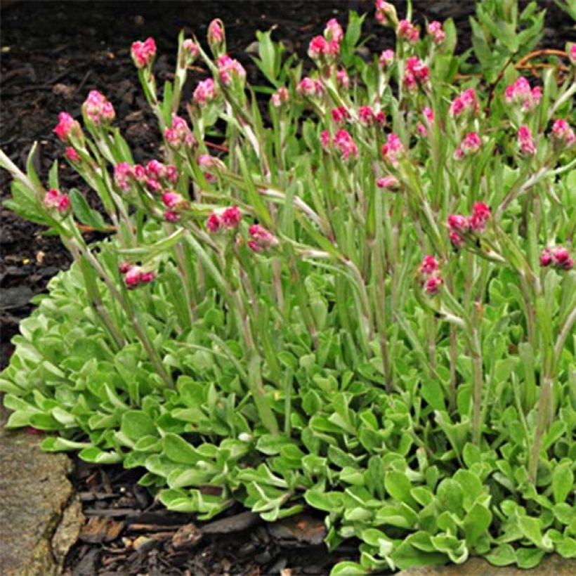 Antennaria dioica Rubra - Mountain Everlasting (Plant habit)