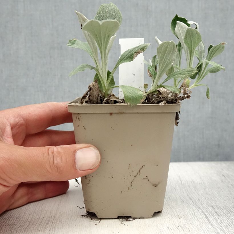 Antennaria plantaginifolia 8/9 cm pot sample as delivered in summer