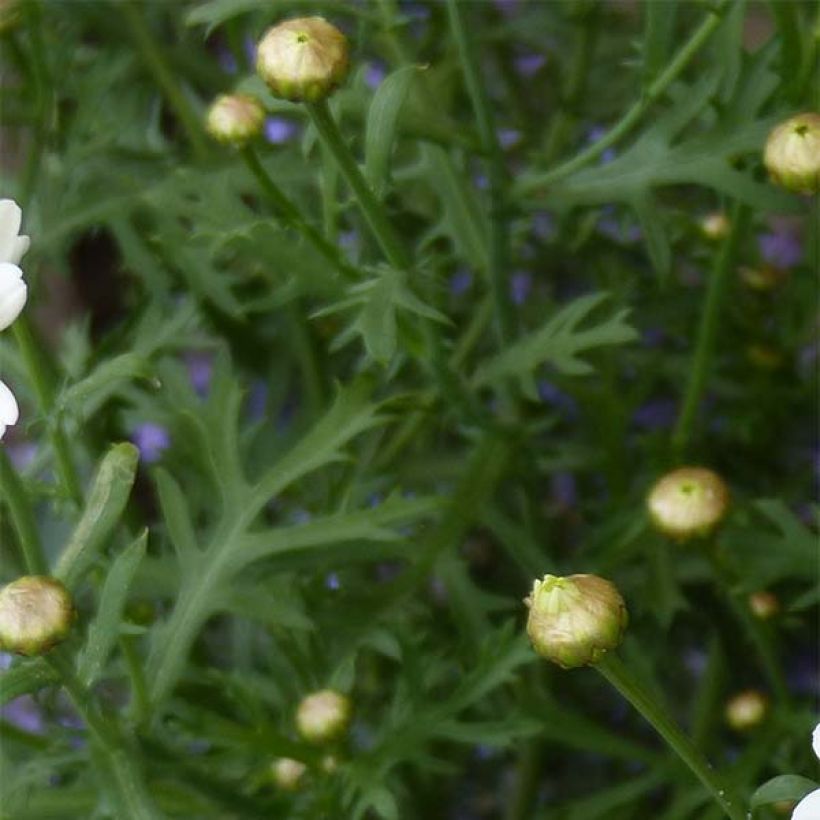 Argyranthemum frutescens Butterfly Yellow - Marguerite bush (Foliage)