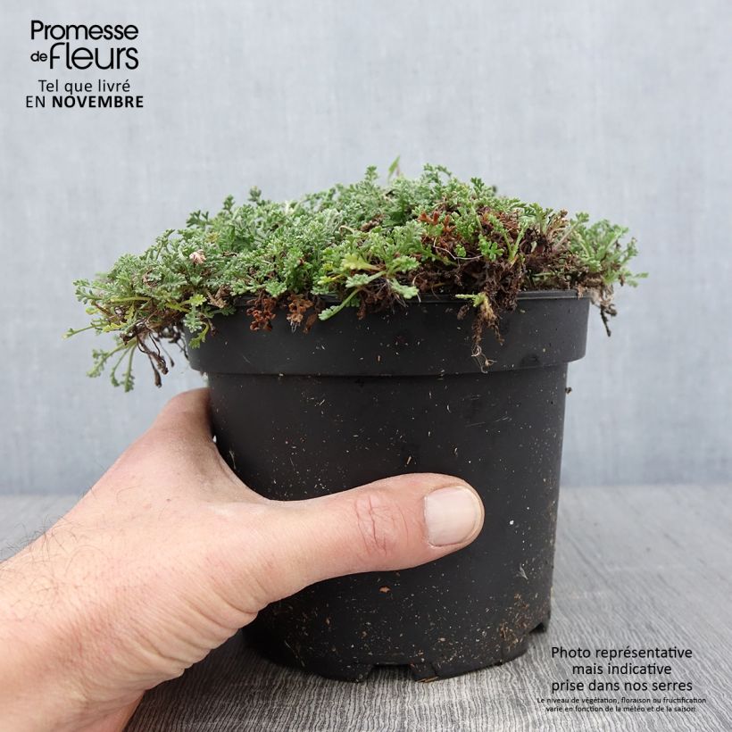 Anthemis carpatica Karpatenschnee - Marguerite 2L/3L pot sample as delivered in autumn