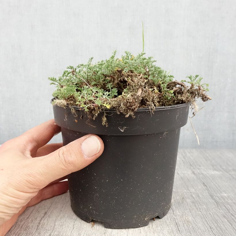 Anthemis carpatica Karpatenschnee - Marguerite sample as delivered in spring